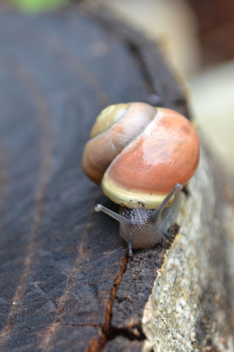 White-lipped Snail  